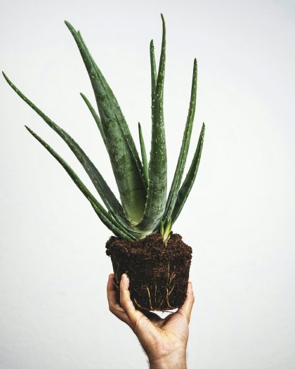 aloe-vera